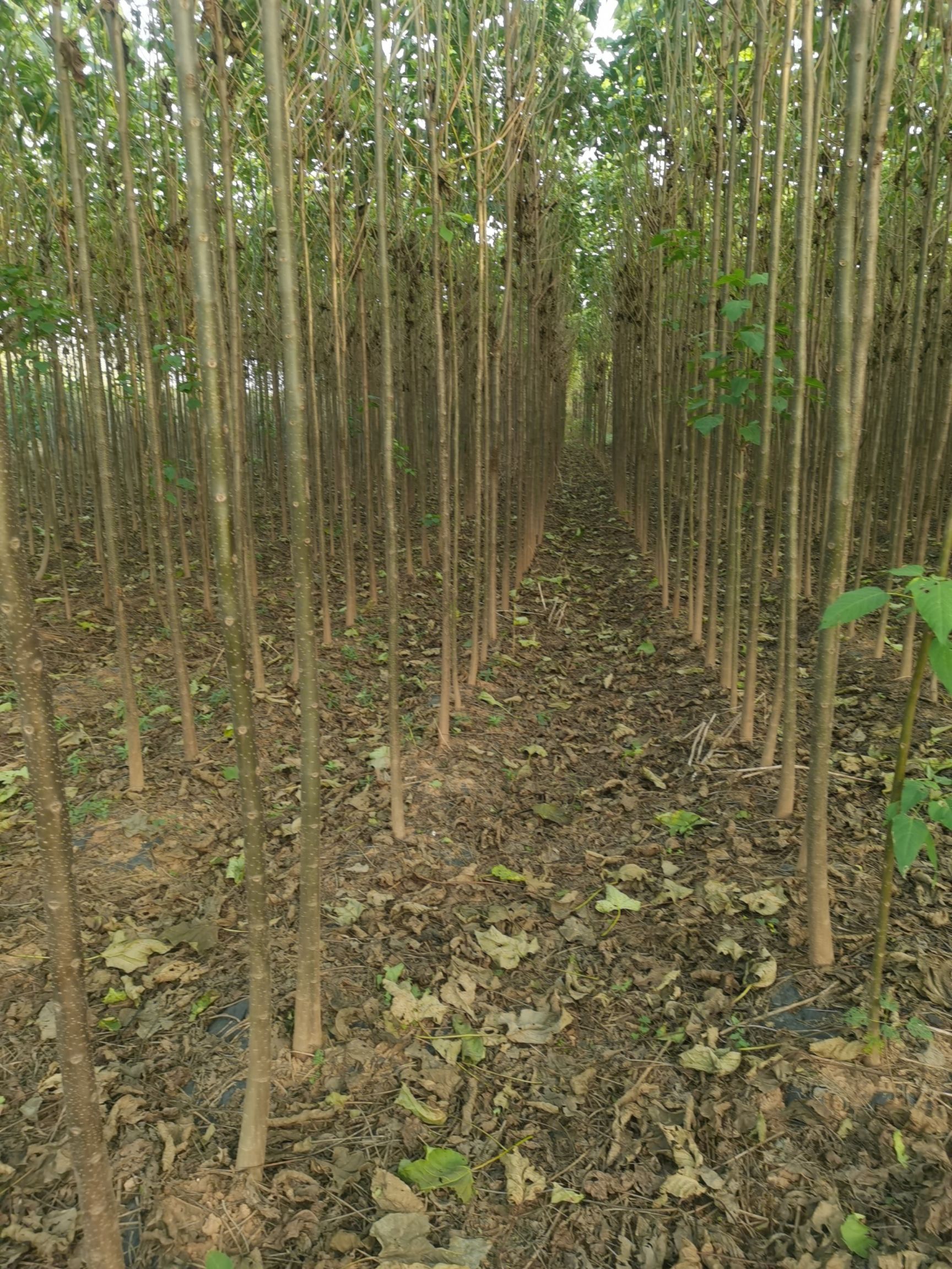 普通楸树  楸树出售