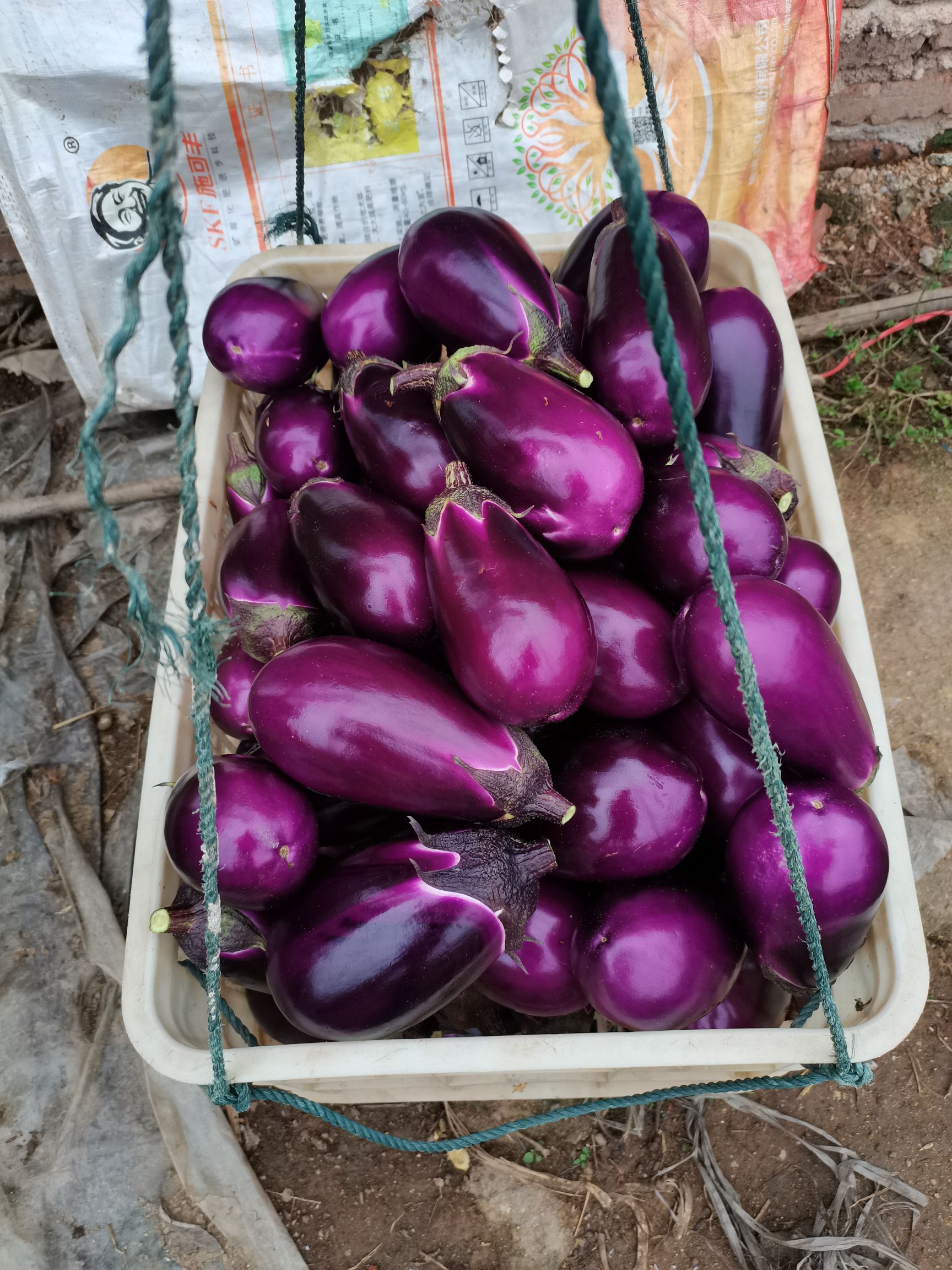 圆茄  紫玲红茄子皮色光亮