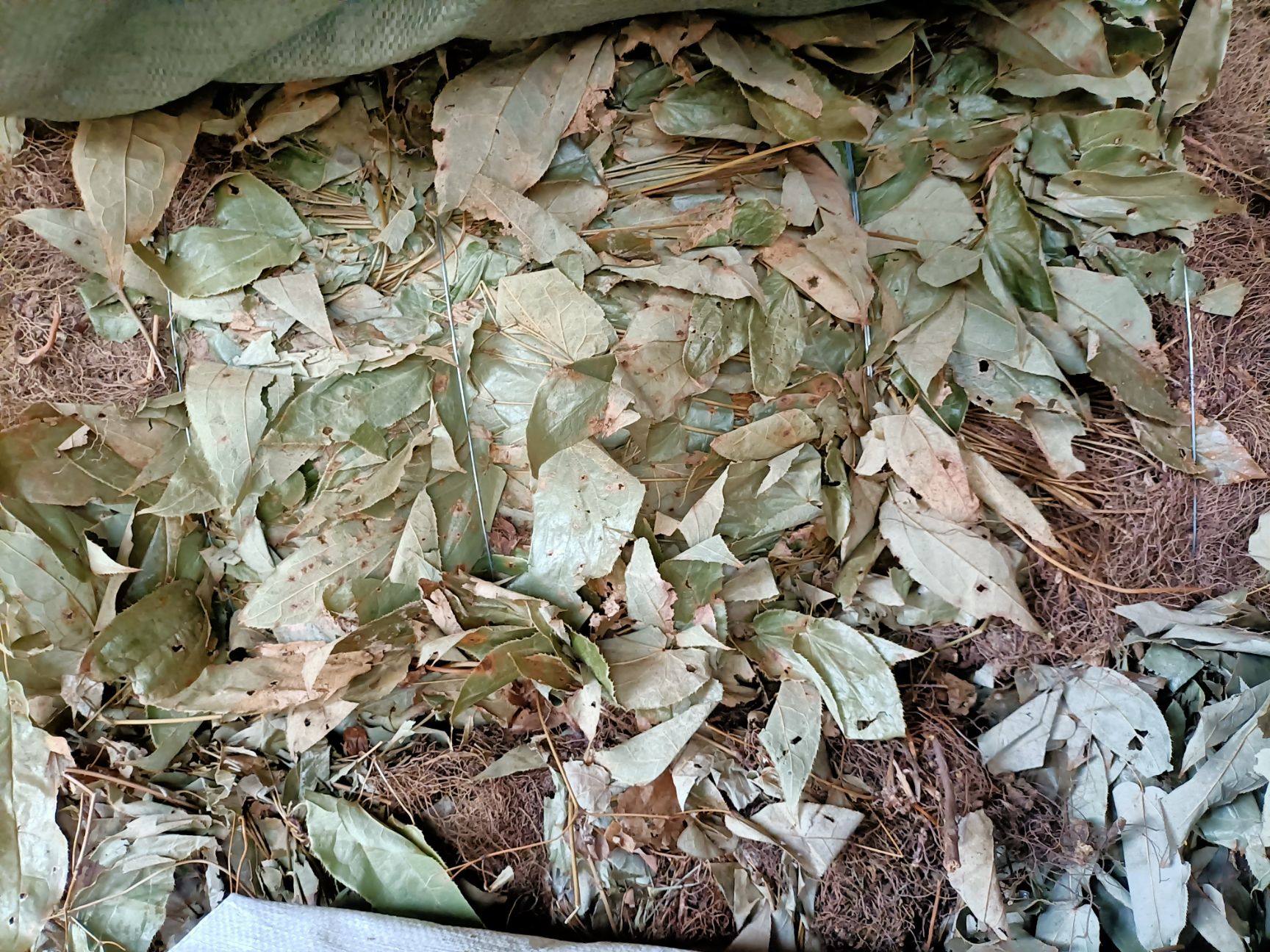 箭叶淫羊藿  中药材 淫羊藿 产地直销，非人工种植，大货批发