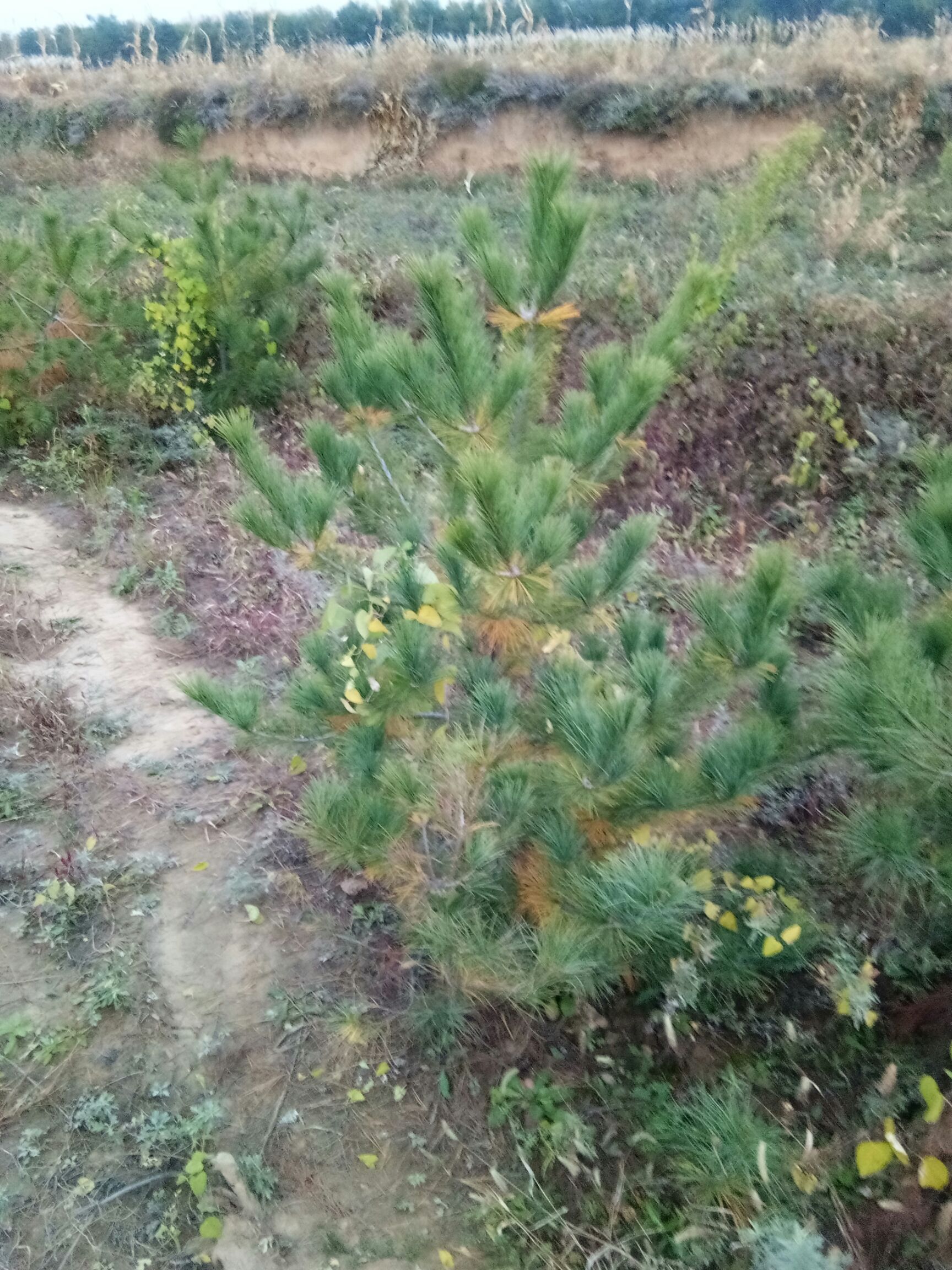 华山油松 华山松大量出售 基地供应，质量保障，一米五到5米