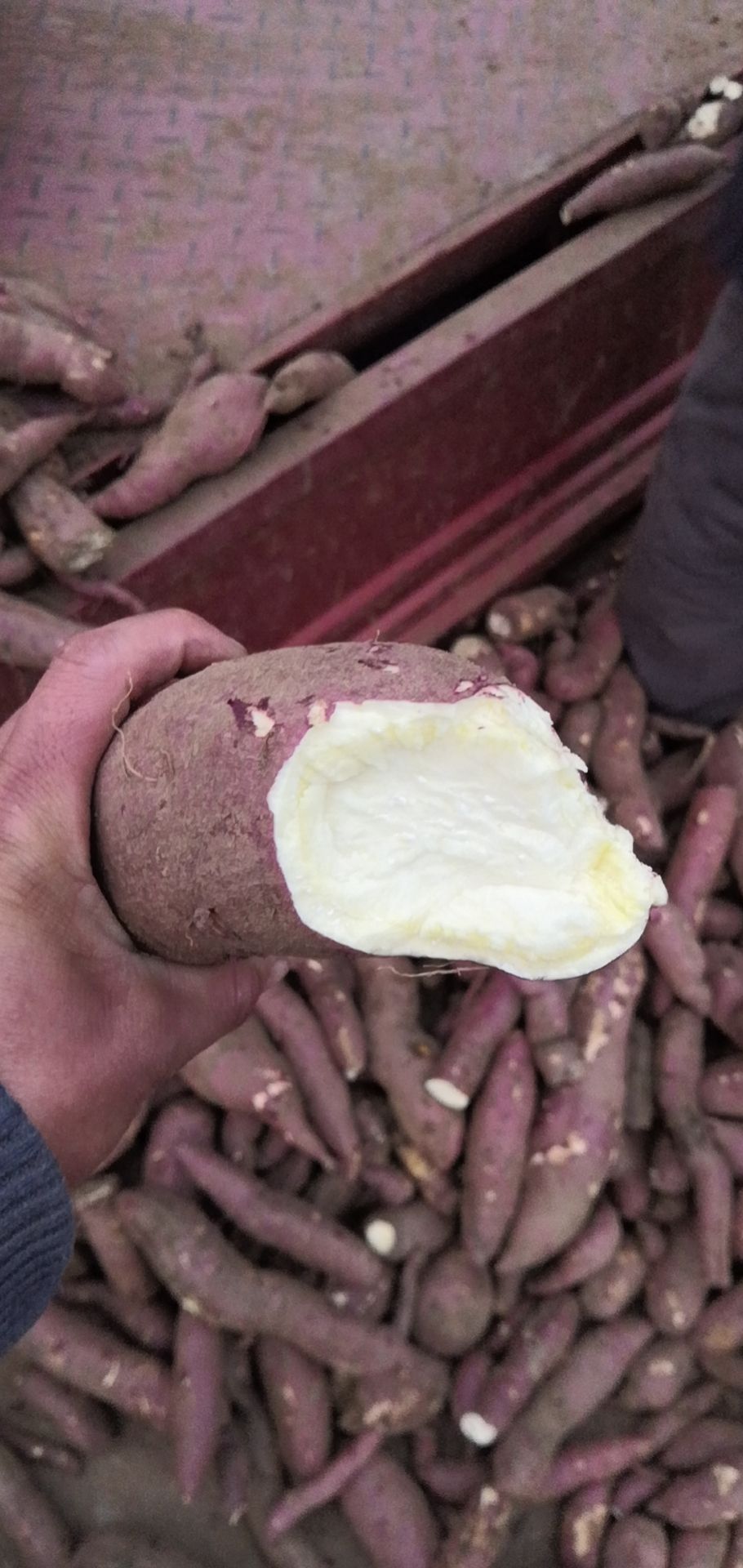 邹城市山东红薯产地 大量供应高淀粉红薯济薯25！