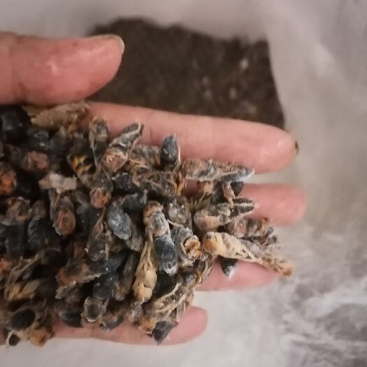 胡蜂蛹  四級(jí)精品貨源