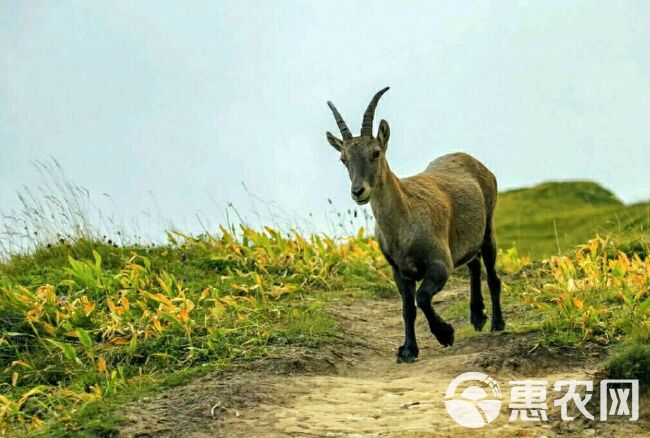 草原羊肉2斤包邮内蒙放养山羊现宰常年饮山泉无膻味瘦肉多香