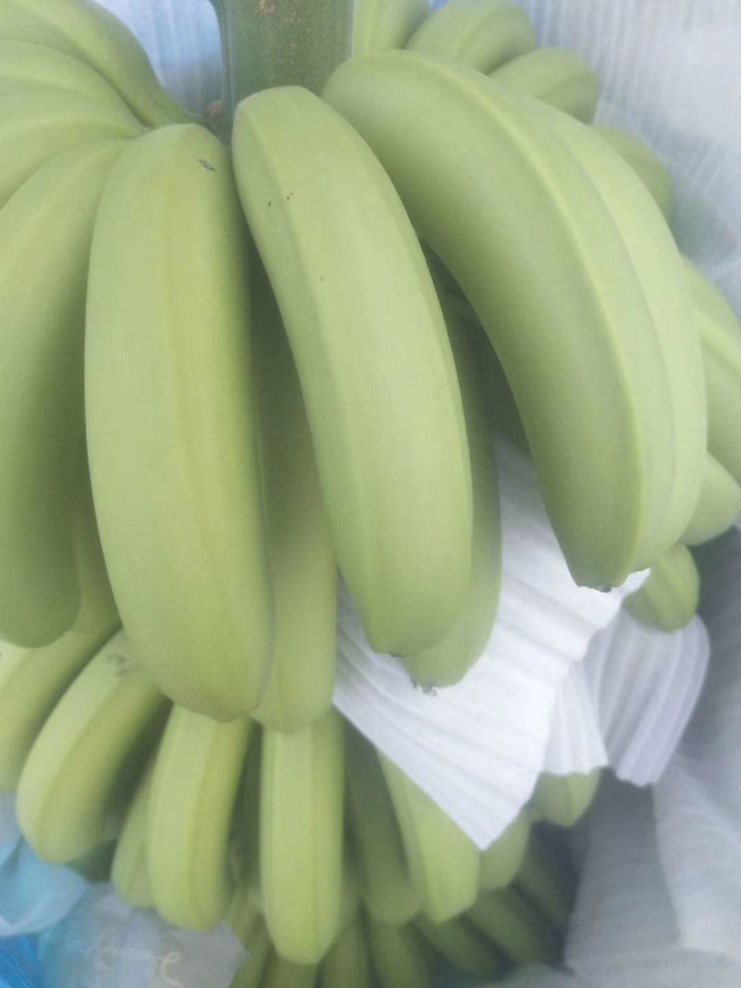 云南红河香蕉 之前进货的老板恭喜你又赚一大笔了，进1.6的可以发到2.3了