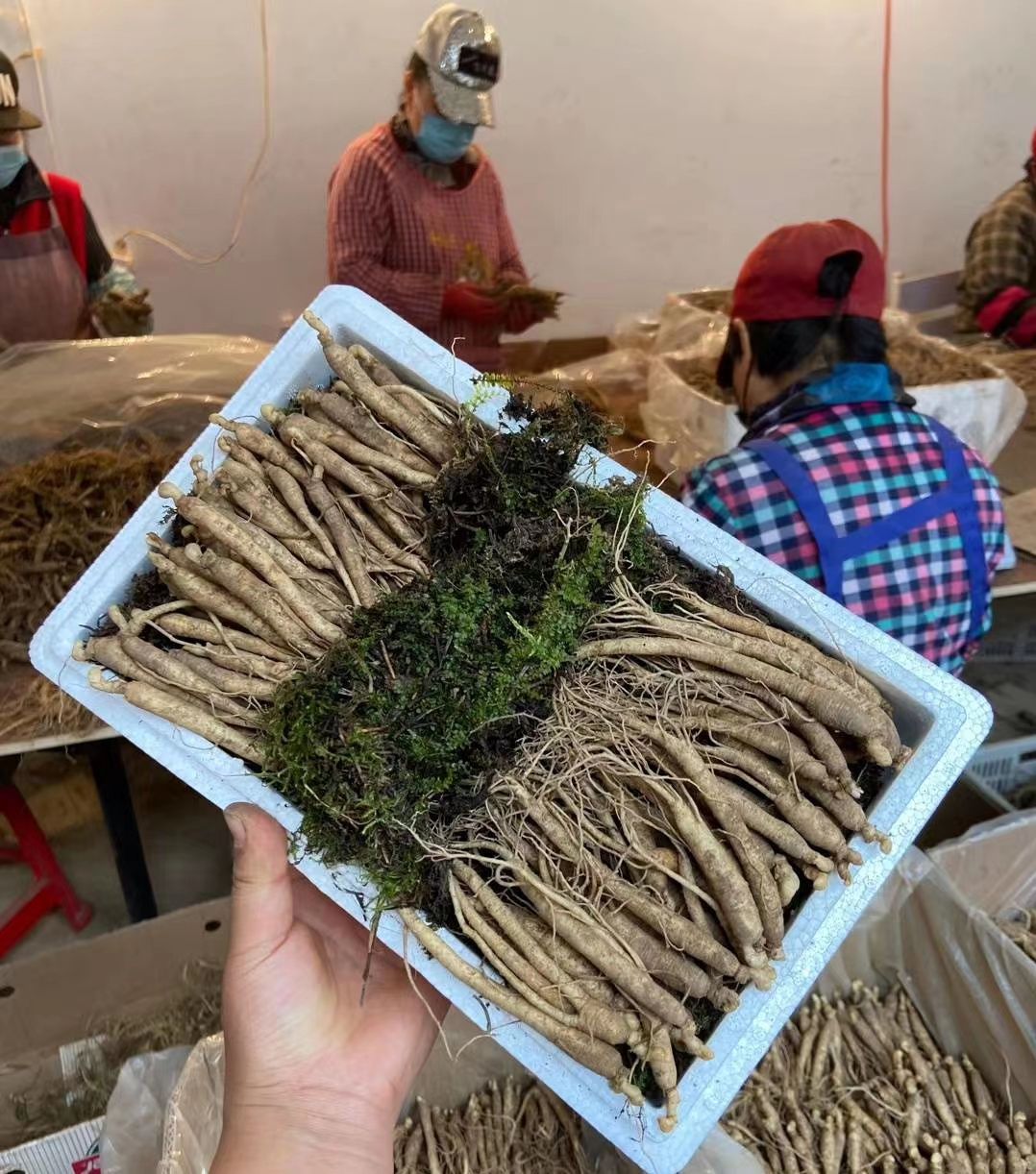 长白山人参小人参新鲜人参产地直供价格实惠泡酒煲汤炖鸡滋补养生
