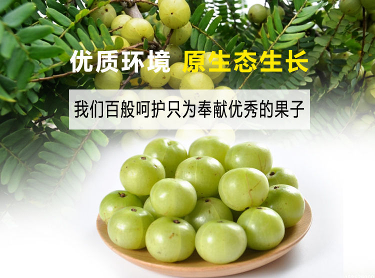 余甘果苗