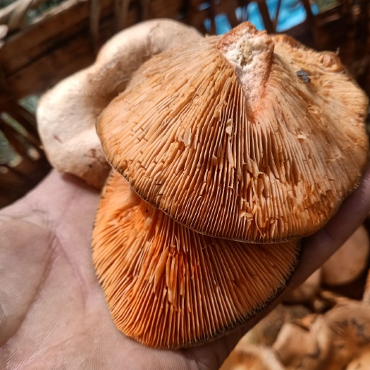 得榮縣 松樹菌