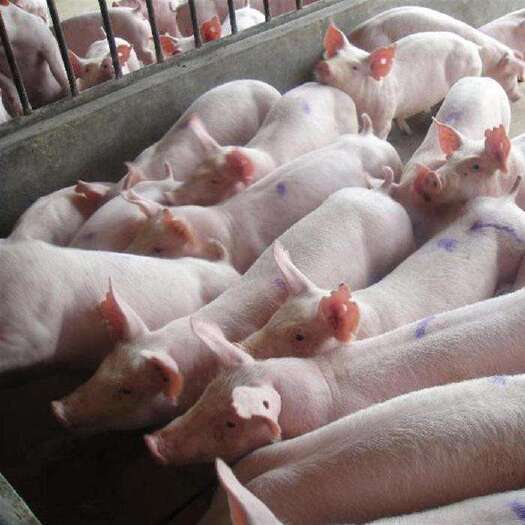郯城县大白猪  常年出售:大白、长白、二元等