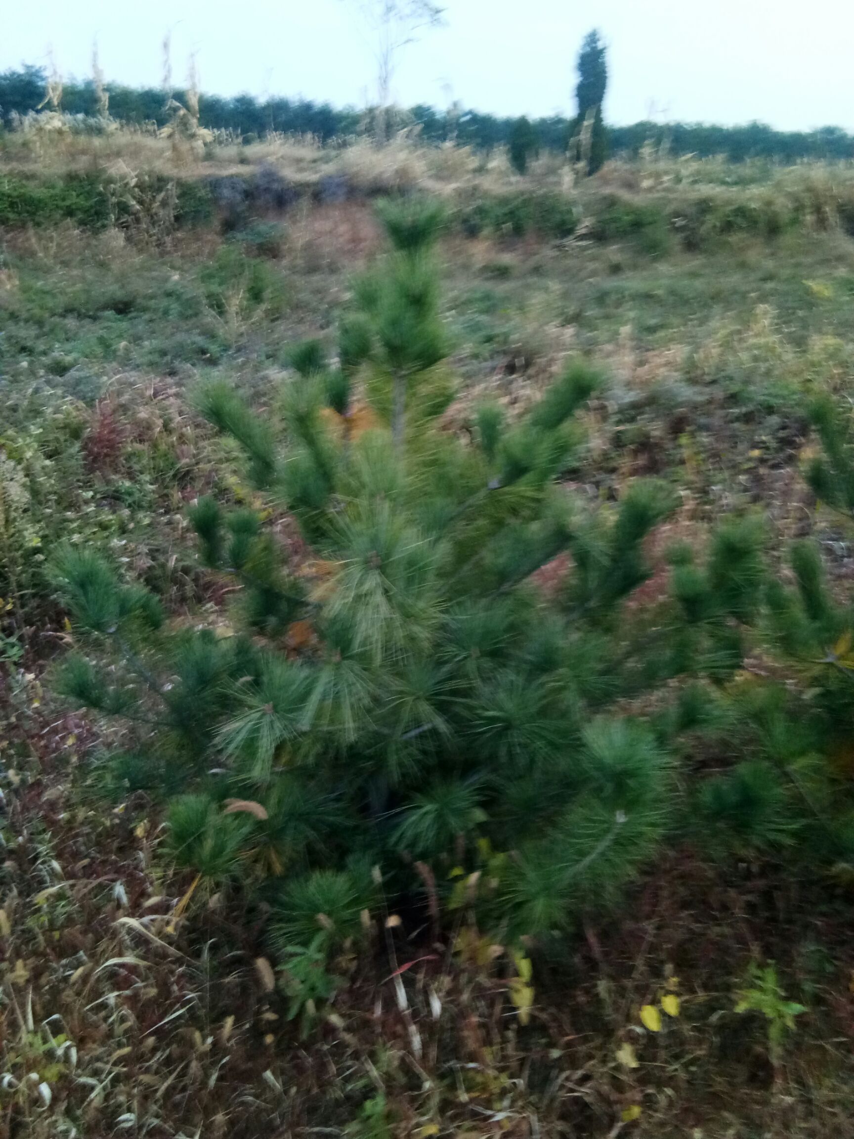 华山油松 华山松大量出售 基地供应，质量保障，一米五到5米