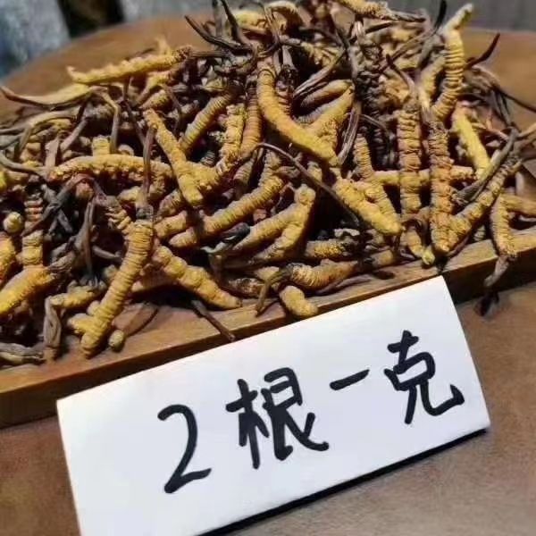 果洛州雪山虫草 冬虫夏草