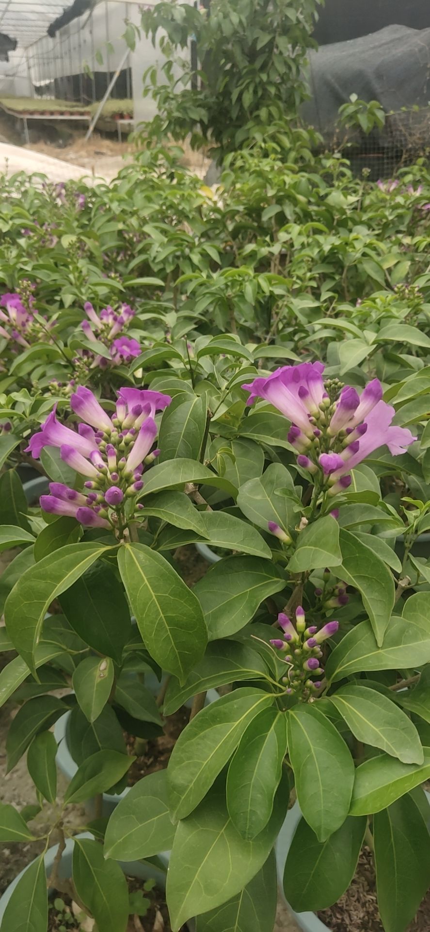 紫藤  蒜香藤苗