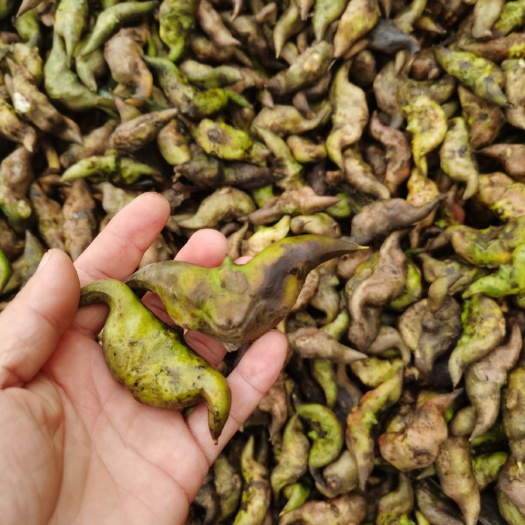 微山县大菱角：微山湖特产大菱角一手货源精挑细选