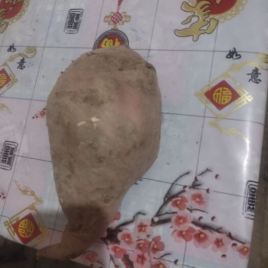 阳谷县红东地瓜 6两~1斤 红皮