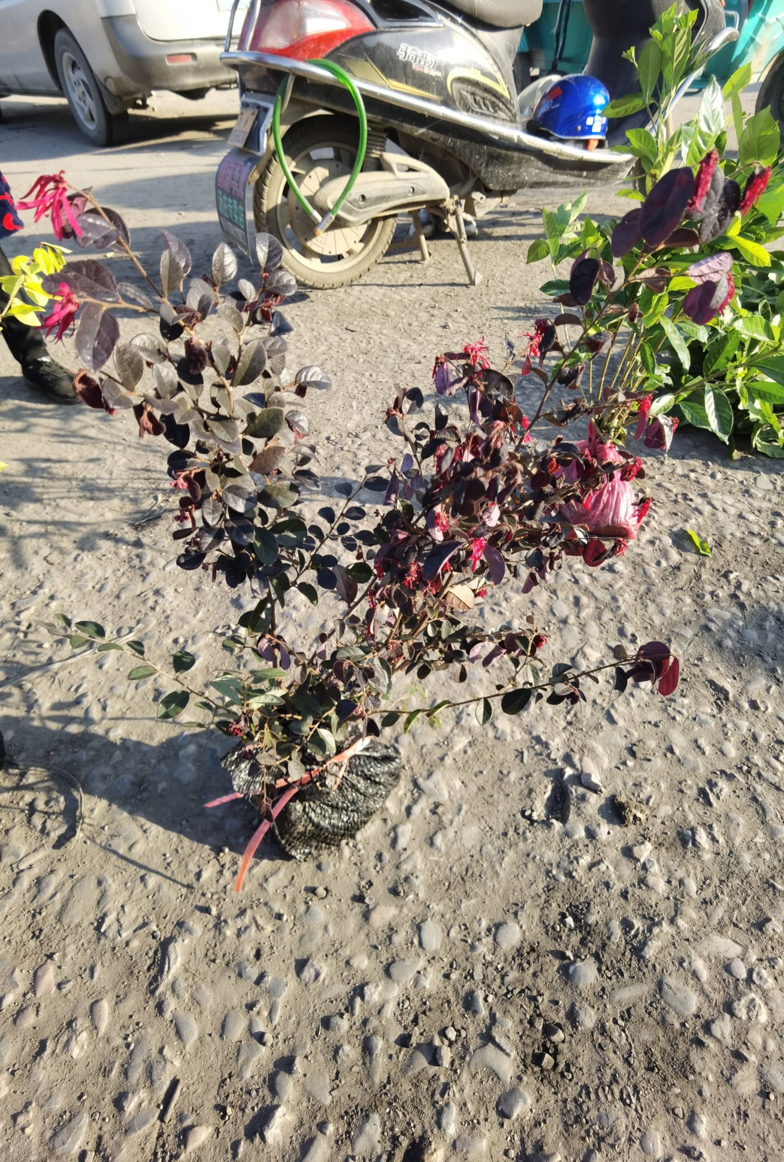 大叶红 红花继木小毛球
