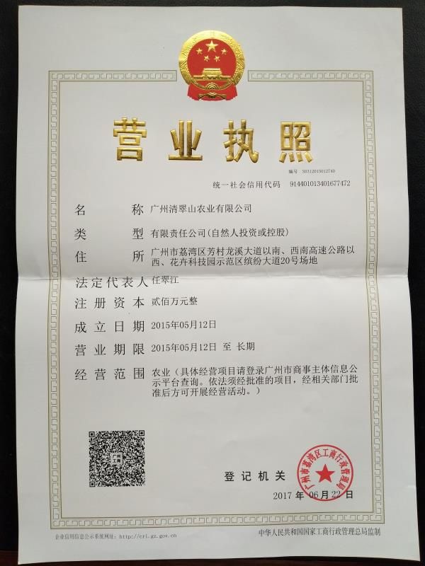 金丝楠苗  金丝楠木苗园林绿化树种庭院盆栽地栽绿植
