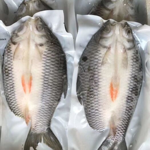 苏丹鱼  忘不了鱼