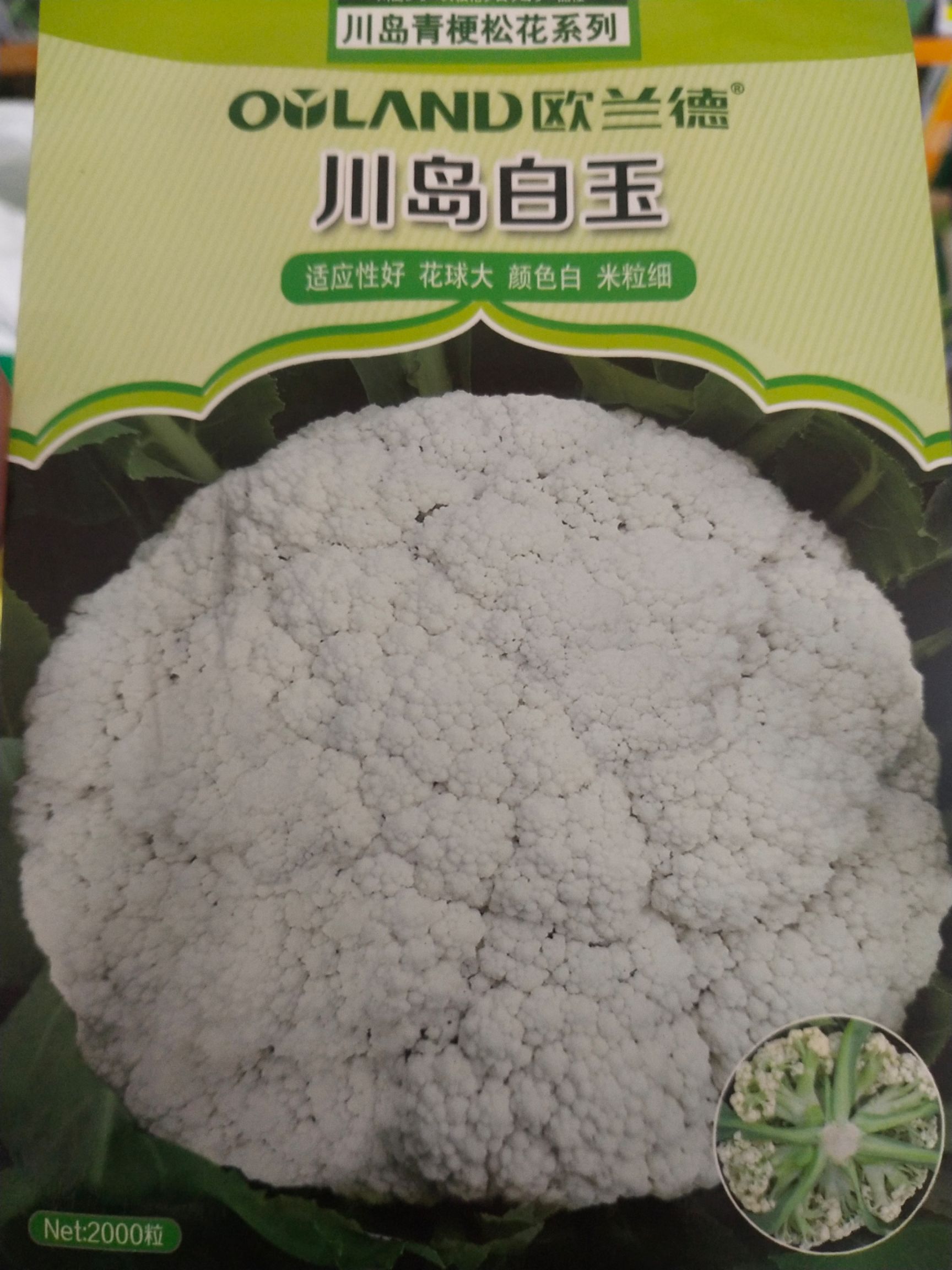 松花菜种子 川岛白玉 一代杂交 春秋两用 每亩2袋