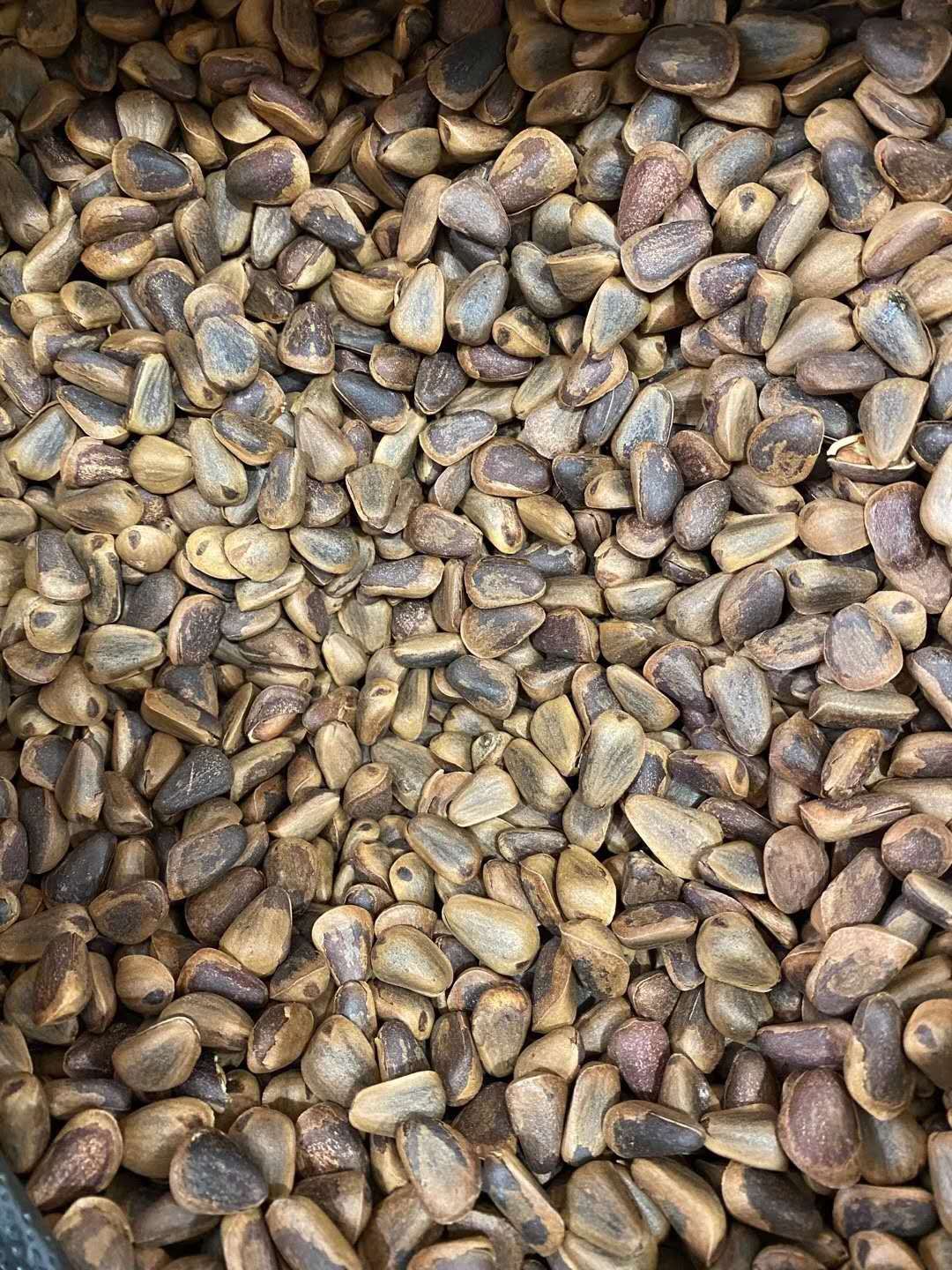 野生松子 东北大松子