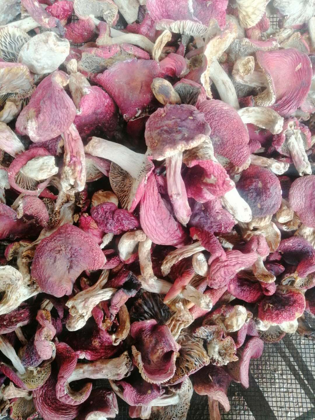 云南红菇