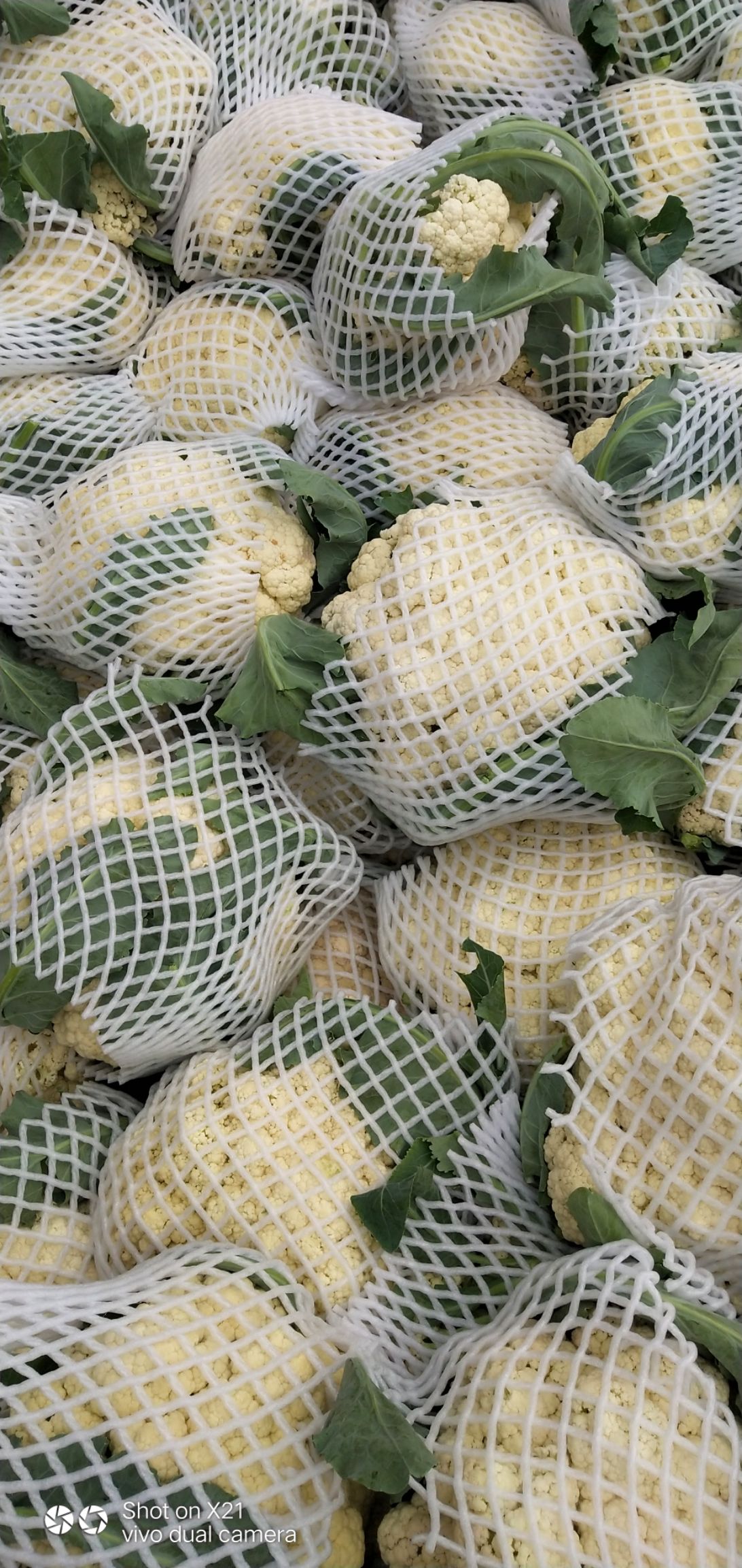 有机花菜 万亩蔬菜基地，产地直发