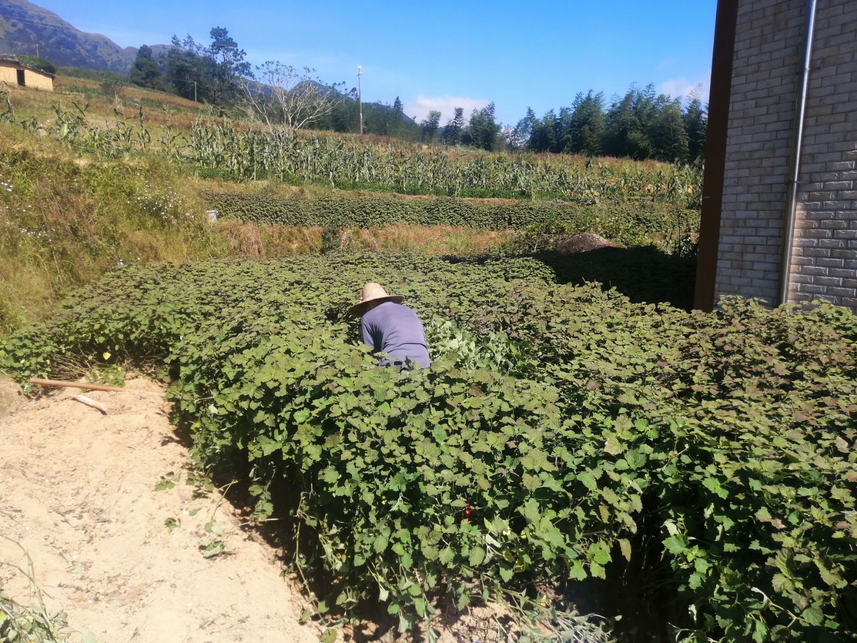 海拔800多米.种植的广藿香