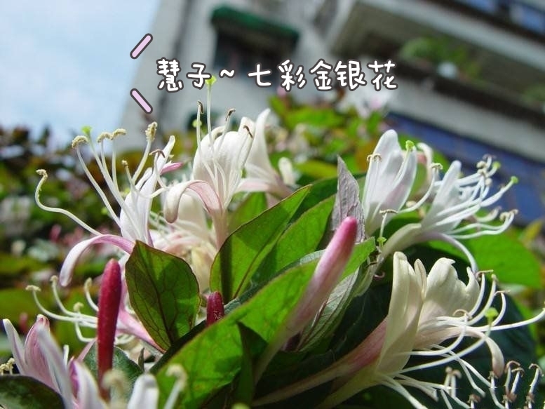 红色五彩金银花苗  金银花苗 四季开花 七彩金银花种苗 产