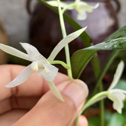 珙县兔耳兰白花素