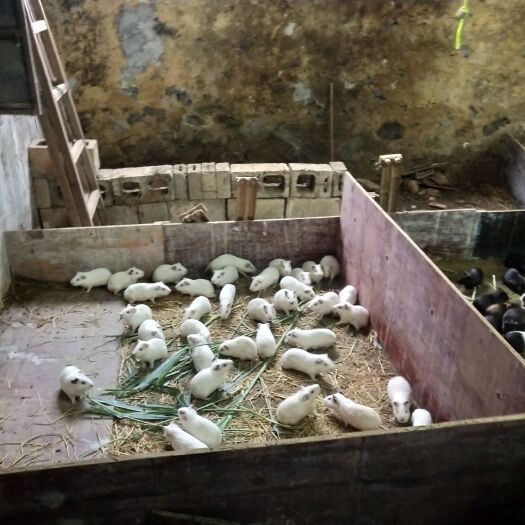 阳春市荷兰鼠  荷兰猪