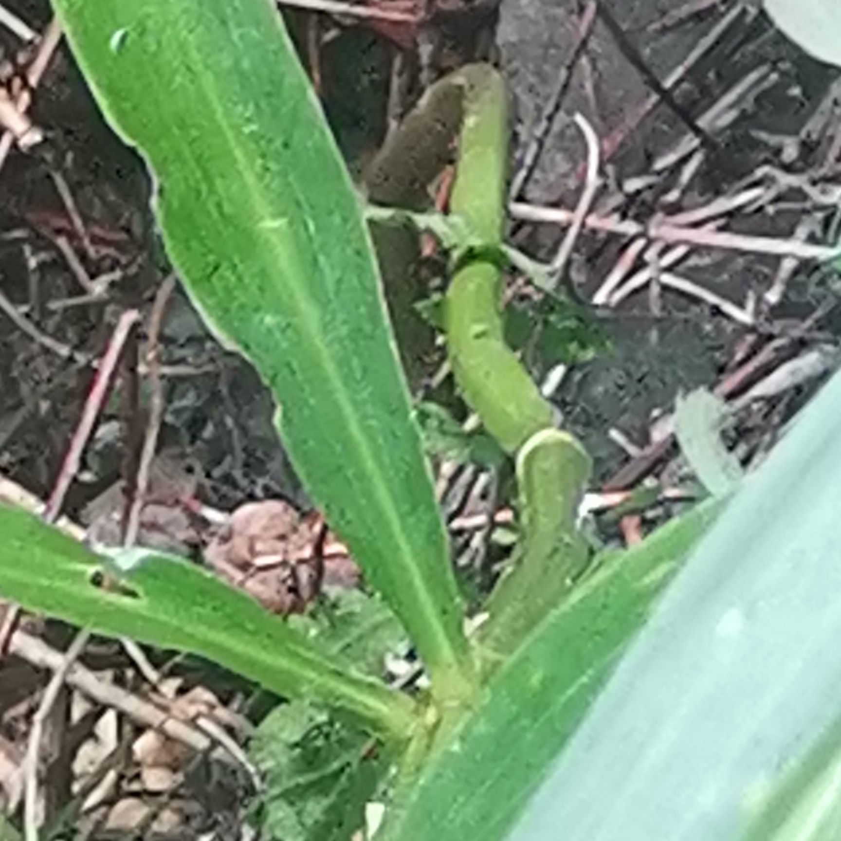 大山十年以上姜形，鸡头黄精 ，欢迎选购