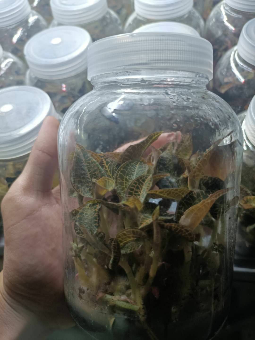 金线莲种苗  金线莲