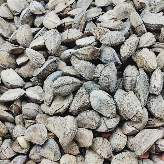  特级鲍鱼果沙漠果 送开口器 孕妇休闲零食香脆坚果
