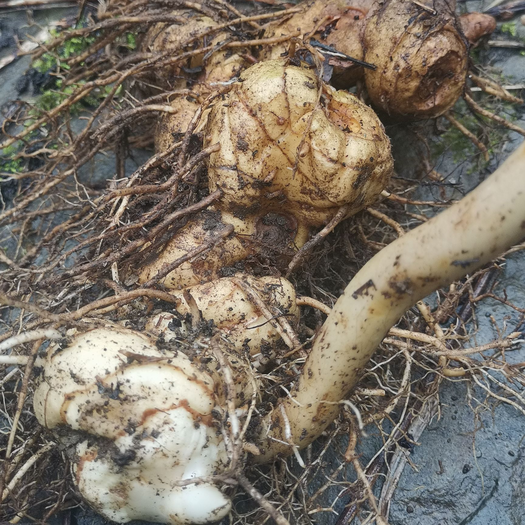 大山十年以上姜形，鸡头黄精 ，欢迎选购