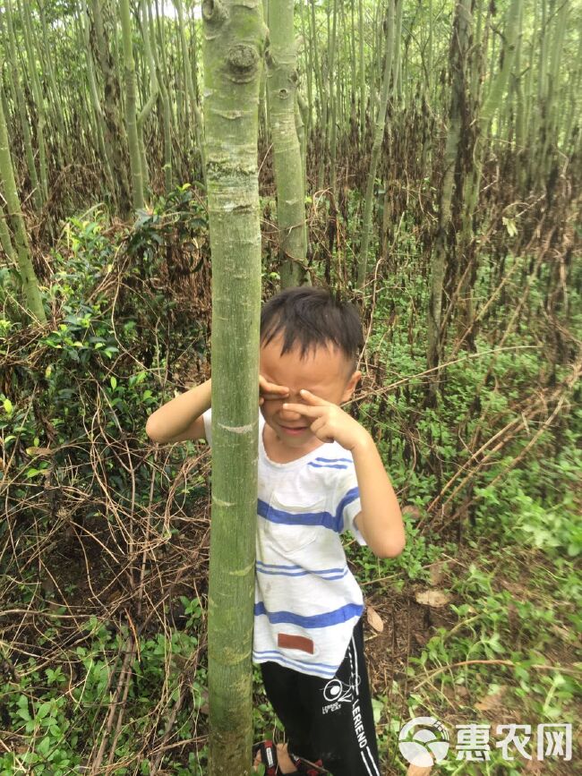 独杆发财树 发财树