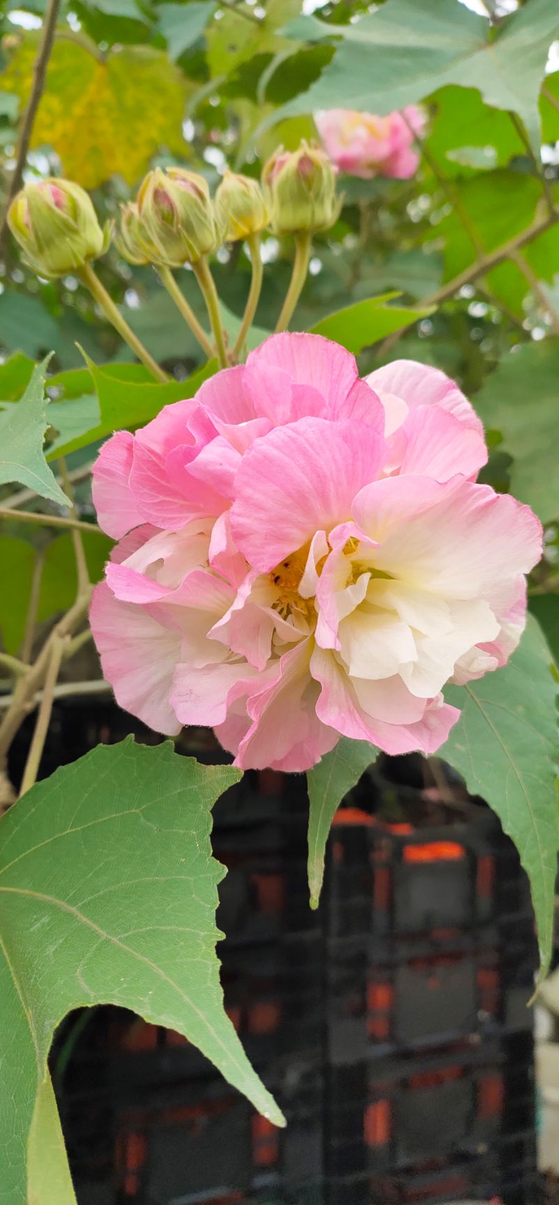 红芙蓉  成都基地直销纯种芙蓉