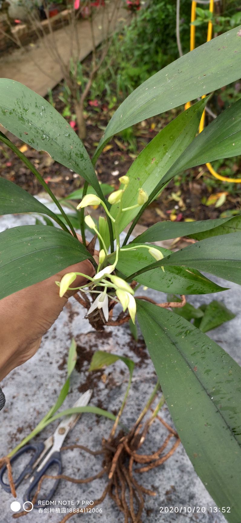 兔耳兰白花素