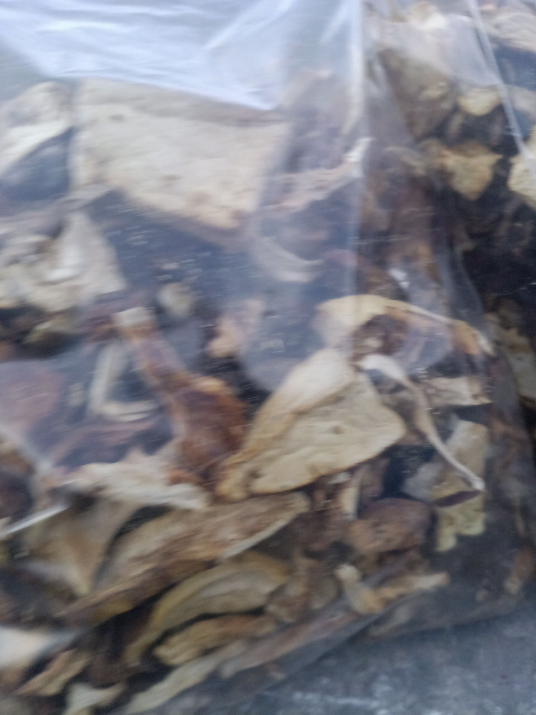  松树菌