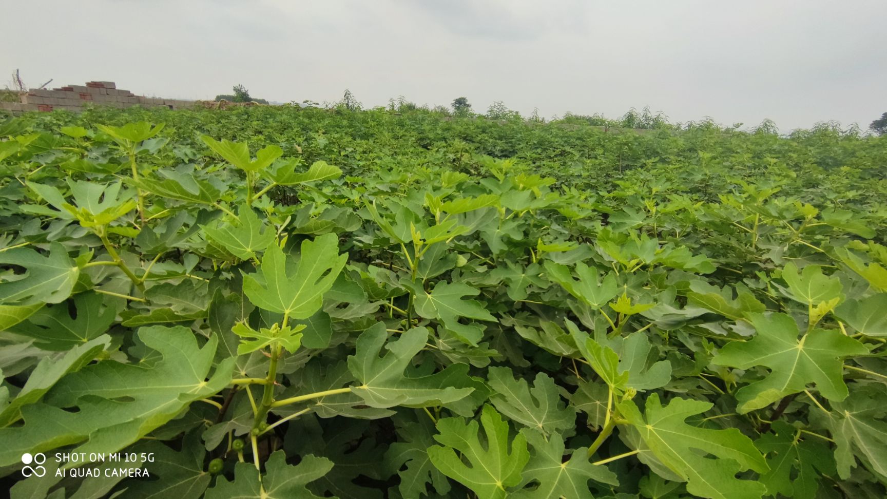 布兰瑞克无花果苗  特大无花果苗南北方盆栽地栽量多优惠