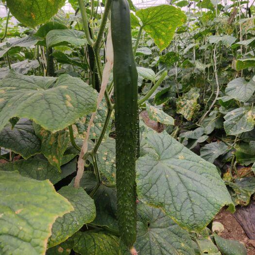 安宁市刺黄瓜 35~45cm 