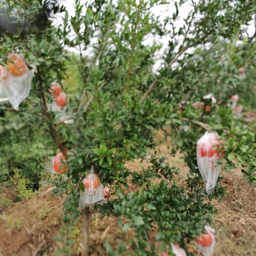 软籽石榴苗 临潼铁炉红半软籽石榴树苗，3年生，4年生树苗