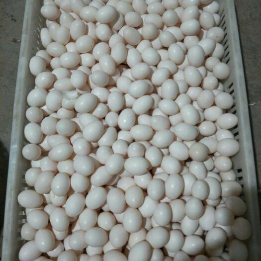 侯马市白羽王 食用 散装 