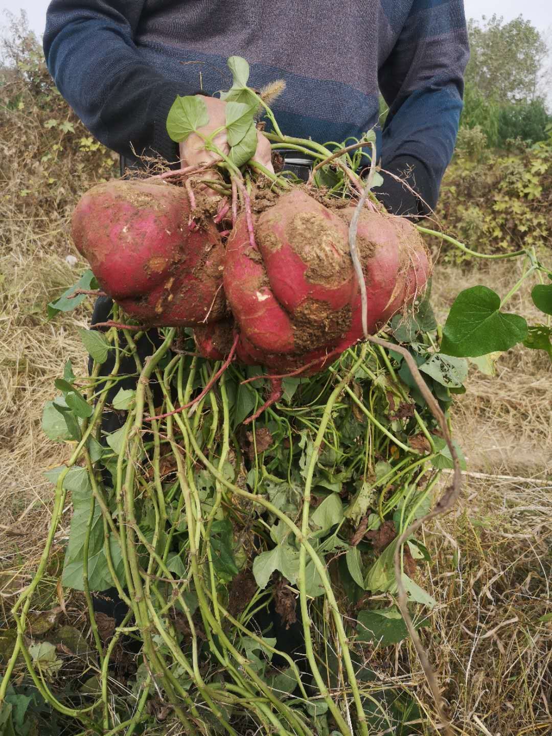 苏8红薯 红薯山芋，适合加个加个红薯粉，粉丝产品。产地江苏泗阳县