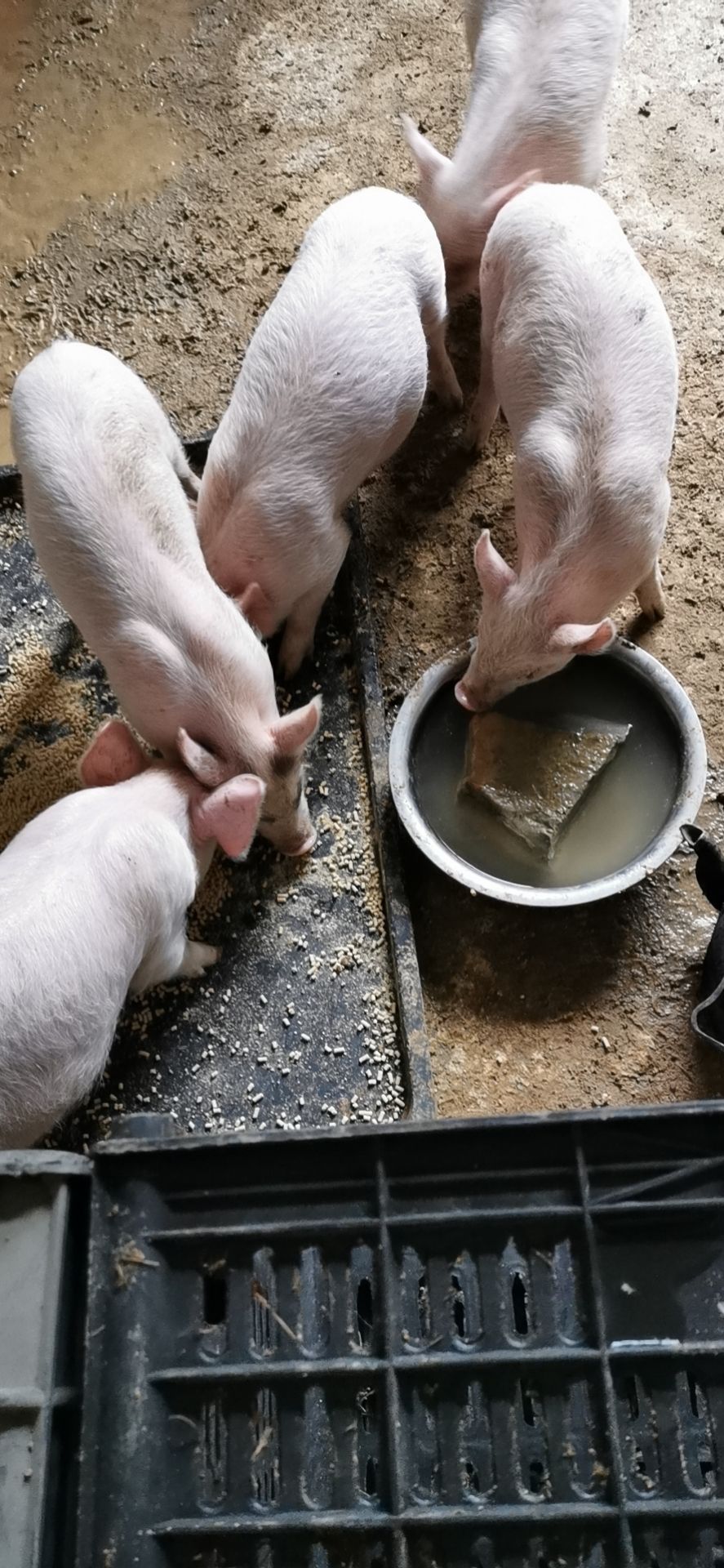 猪苗 出售农村土养小猪仔,大小都有,食欲好,精神旺,长得快,又健康