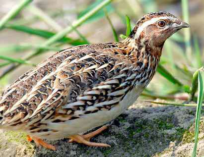 淘汰鹌鹑 换代鹌鹑最后4千只，2元一只，想要的抓紧时间