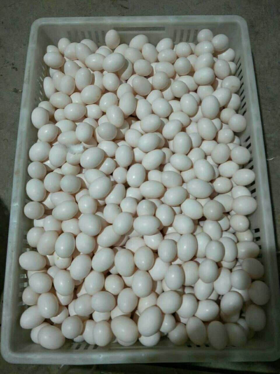 白羽王 食用 散装 