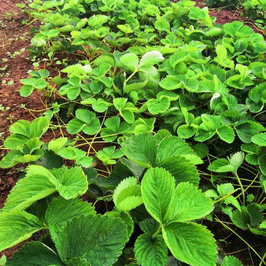 富源县妙香草莓苗  高原草莓苗