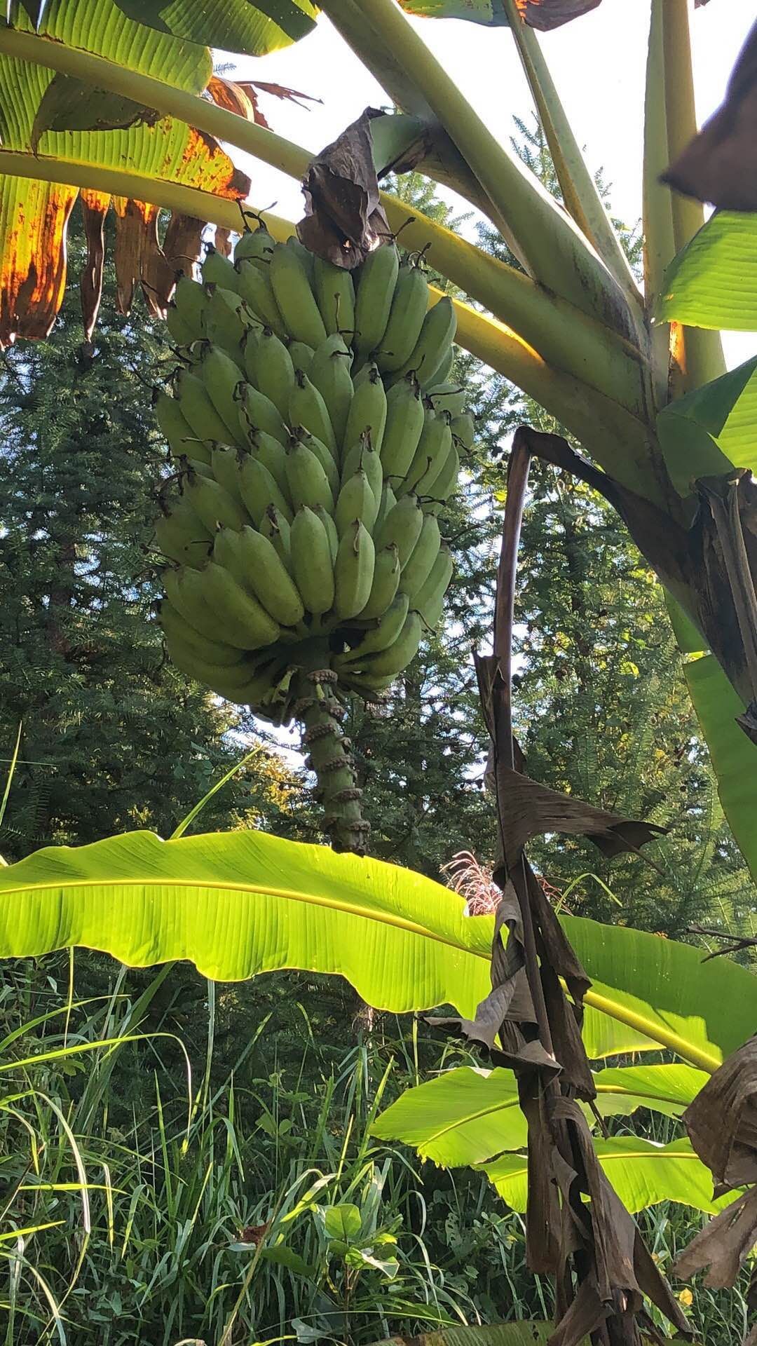 自家种的芭蕉，新鲜货源，