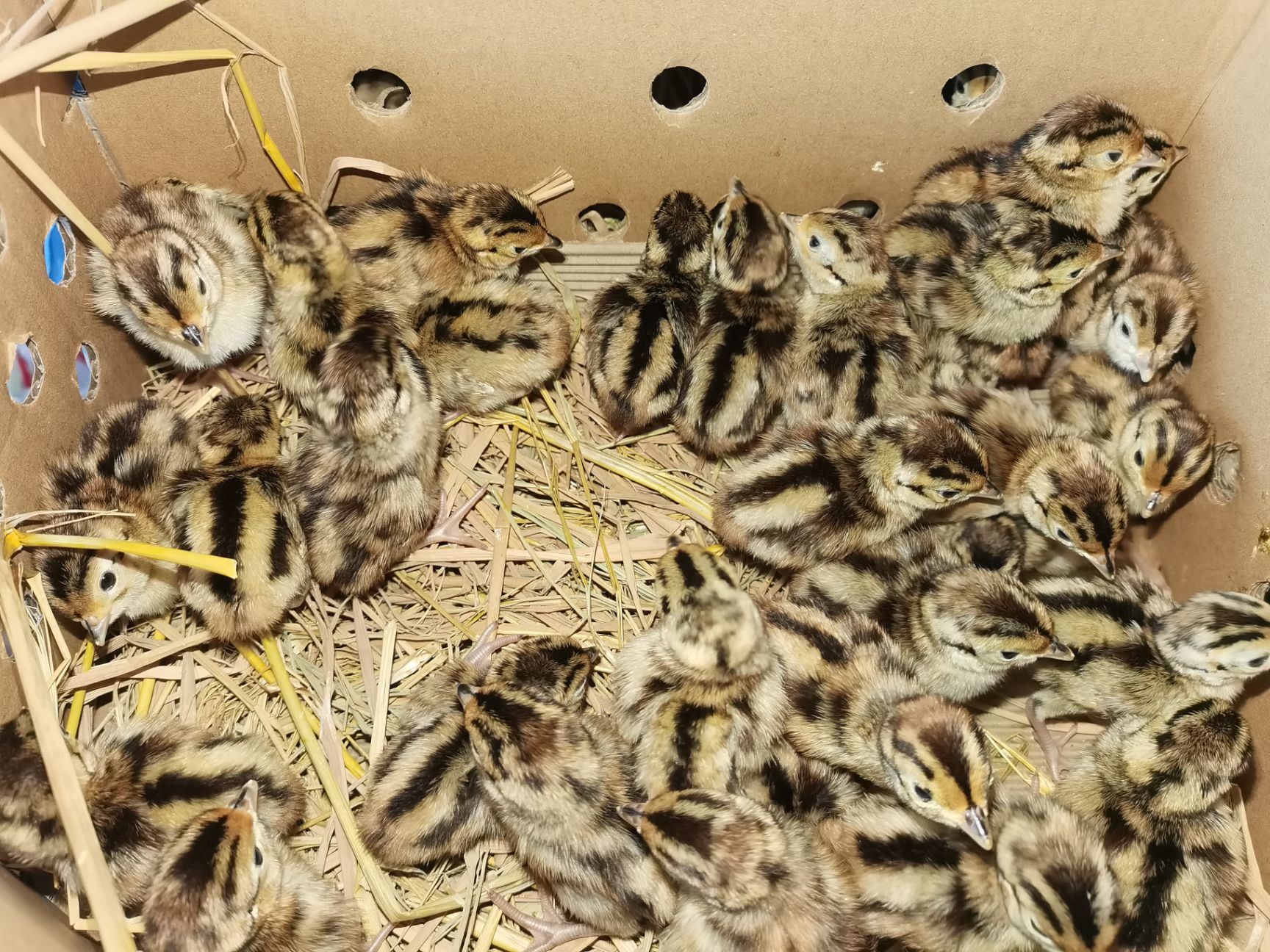 七彩山鸡苗，包打疫苗，包路损质量保证，全国发货