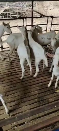 关中奶山羊  陕西富平关中萨能奶山羊，青年奶羊，青年母羊，羊羔（小公羊）