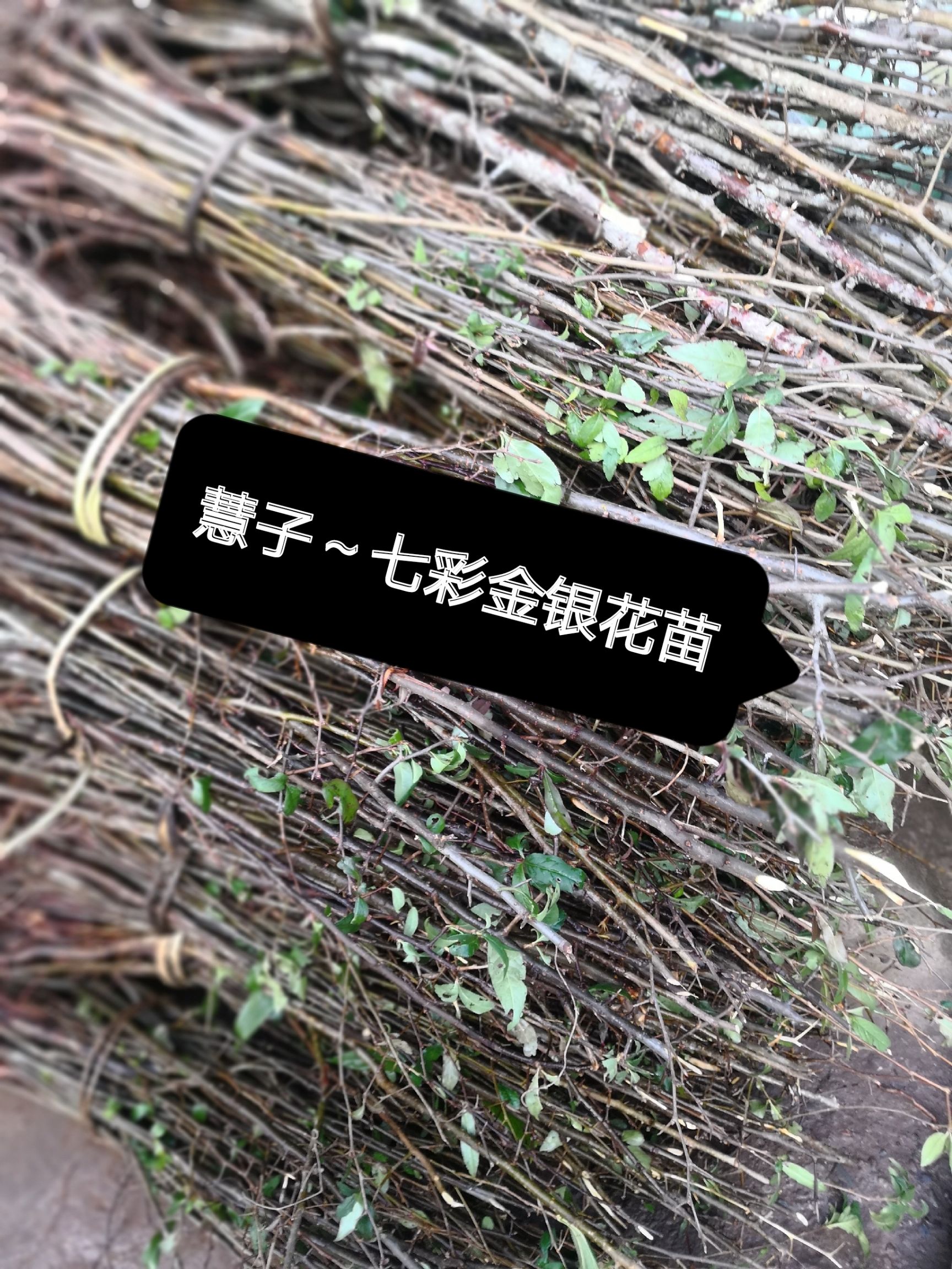 红色五彩金银花苗  金银花苗 四季开花 七彩金银花种苗 产