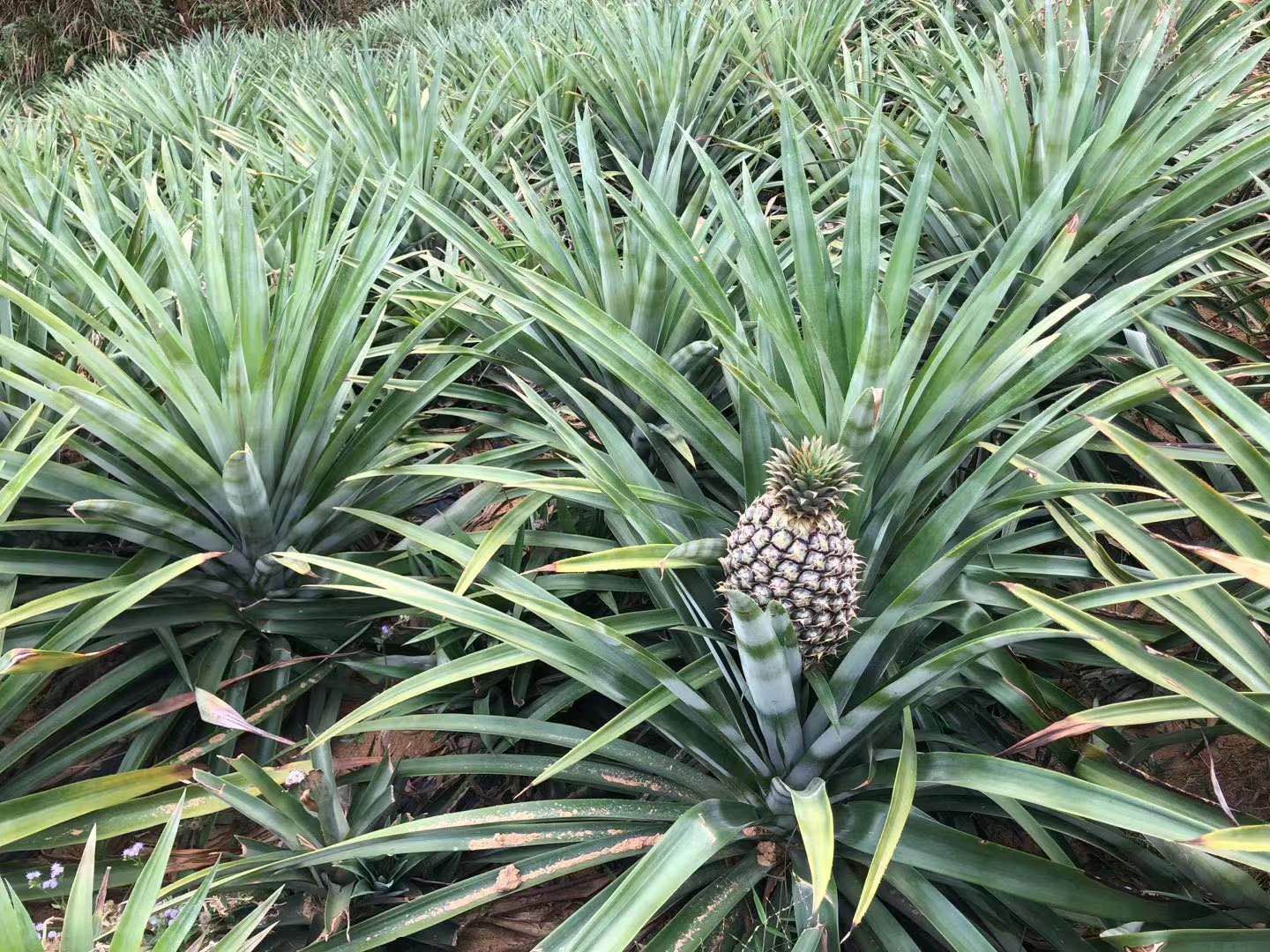 菠萝苗  金砖凤梨苗手撕凤梨苗当年结果可盆栽地栽